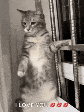 gattino innamorato